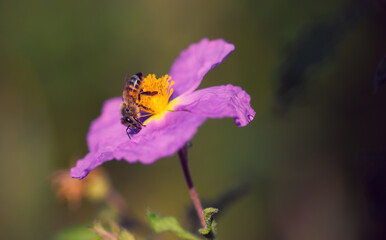 Eine Honigbiene auf eine Blüte