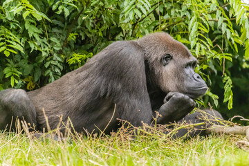 Black furry big gorilla on the grassy field in the zoo © Graziano Vacca/Wirestock