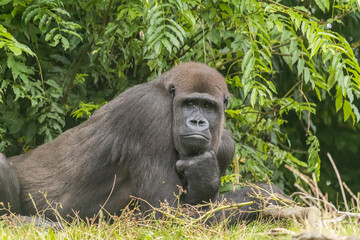 Black furry big gorilla on the grassy field in the zoo © Graziano Vacca/Wirestock