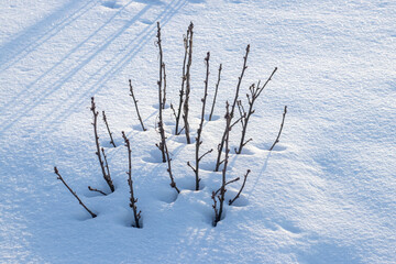 Fototapeta na wymiar Currant bush in the garden under the cover of snow, winter garden