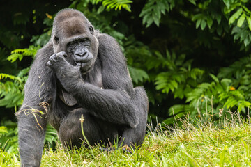 Black furry big gorilla on the grassy field in the zoo © Graziano Vacca/Wirestock