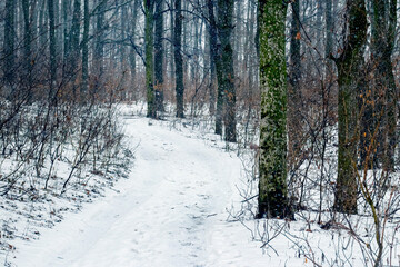 Winter forest with a snowy road between the trees