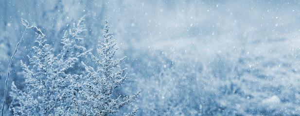 Winter view with snow-covered thickets of plants during a snowfall. Winter and Christmas background