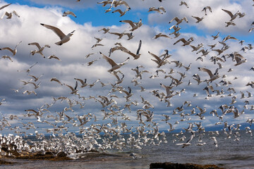 Aufgescheuchte Möwen am Varanger Fjord