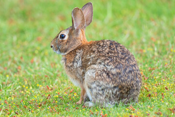 Naklejka na ściany i meble Eastern Cottontail Rabbit, Invasive Species to Vancouver Island, Canada. Closeup with grass background.