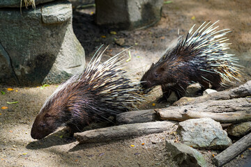 A couple of porcupines walking in row, selective focus.