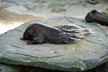 A young porcupine sleeping after eating on the rock pad.