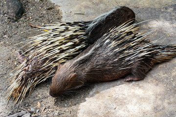 A couple of porcupines sleeping after getting full.