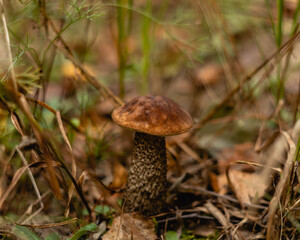 Brown edible mushroom boletus in the forest on a blurred background.