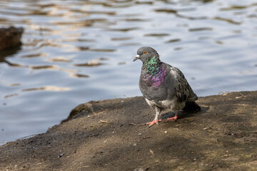 Gray pigeon is by a pond in the park in summer