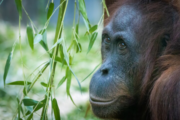 portrait of a young urangutan in bamboo © Ralph Lear
