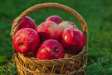 Lots of bright red autumn apples in a wicker basket in warm evening lighting on a blurred green...