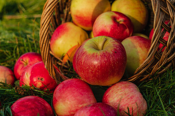 Beautiful red apples fell out of the flipped basket on the green grass. Red apples on a blurry background.