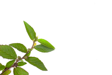 green leaves on a white background