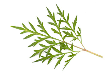 Fototapeta premium green leaves on a white background