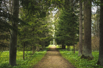 Track through the forest