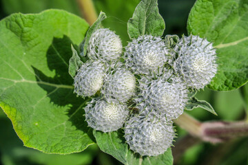 Beautiful color of burdock in the field on a background of grass