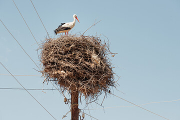 Fototapeta premium A stork has built a huge nest of dry twigs on an electric pole in the village. It has long been a symbol of childbirth and replenishment in the family