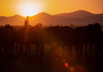 sunset with horses