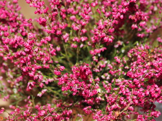 Common heather (Calluna vulgaris). Evergreen shrub with pink flowers. Wild, indoor and garden plants