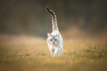 A striped cat that looks like a tiger walks through the autumn forest