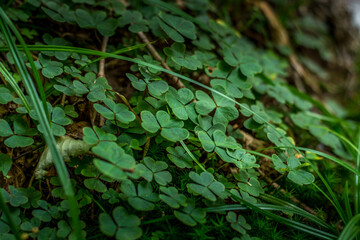 Green shamrocks