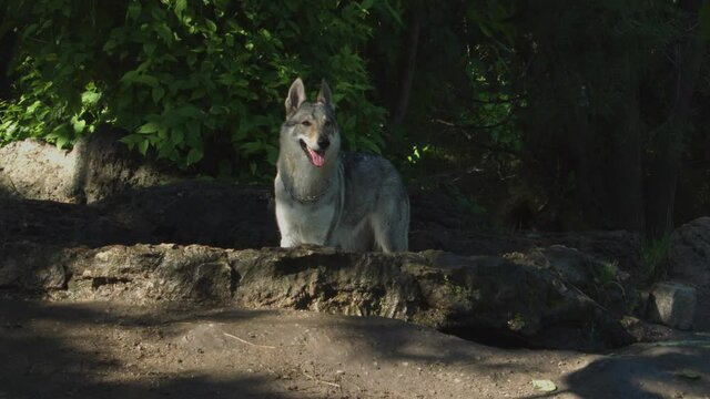 The Czechoslovakian vlcak looks like a wolf with a wolf-like gray coat and a typical white mask.