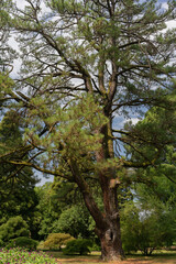 Tall coniferous tree with two trunks in the rays of sunlight against the background of a blue sky with white clouds on a summer day