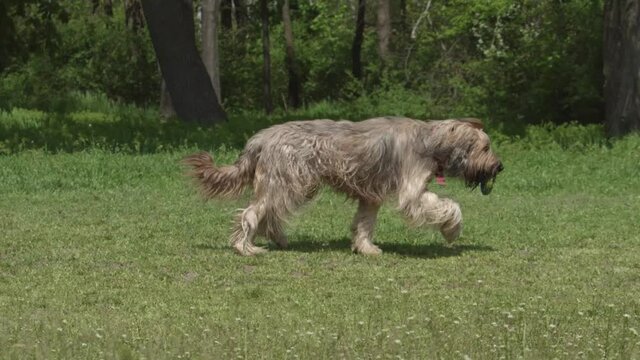 Briard dog with long hair. Dog running on the gras.
