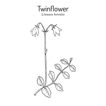 Twinflower Linnaea borealis , medicinal plant