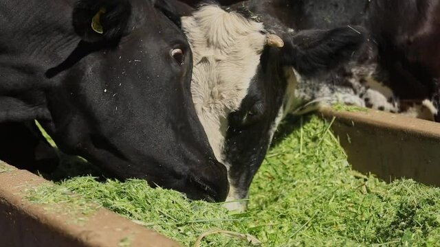 Close-up of Young Bull Calf and Mother Cow Eating Freshly Cultivated Grass from Farmyard Trough, Slow Motion