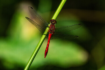 red dragonfly on a leaf