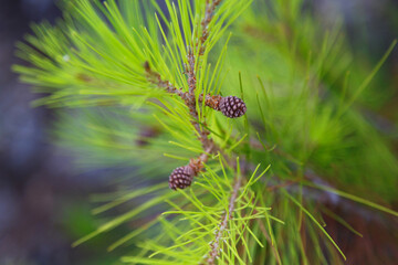 Close up of small new pine tree branches. Spring blossom background.