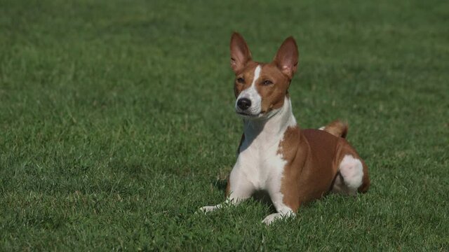 Close up on cute basenji dog is lies on a green lawn.