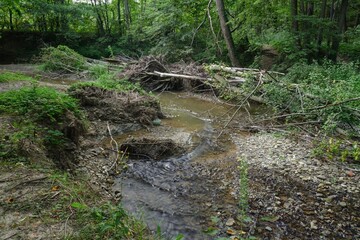 Juhyne. Skalka. Driftwood trees in the riverbed. East Moravia. Czechia. Europe. 
