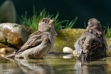 Two young sparrows bathe in the water of a bird watering hole. Moravia. Czechia. Europe.