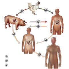Recombination of avian and human influenza virus resulting in a new virus.
