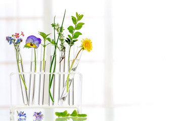 Panoramic image of a laboratory Fresh medicinal plant and Flowers ready for es for t experiment on white background.