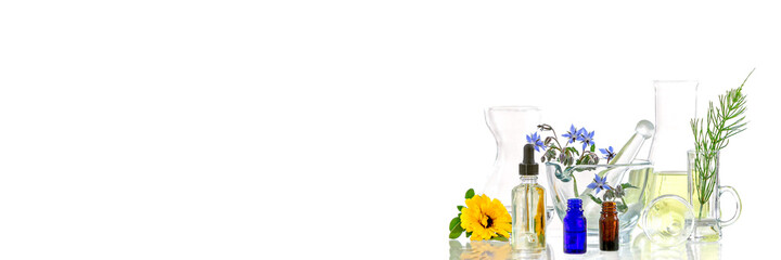 Panoramic image of a laboratory Fresh medicinal plant and Flowers ready for experiment on white background.