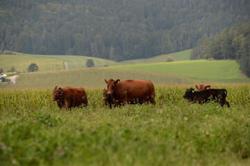 Schwarze und braune Angus Rinder auf der Weide