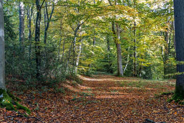 Autumn, fall forest. Natural path towards light of afternoon sun. Red leaves, romantic mood.