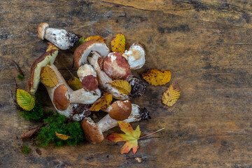 Wild mushrooms: cepes freshly picked on an old wooden board.