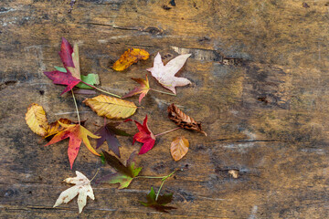 Wild mushrooms: cepes freshly picked on an old wooden board.