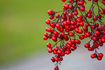 Red Flowers