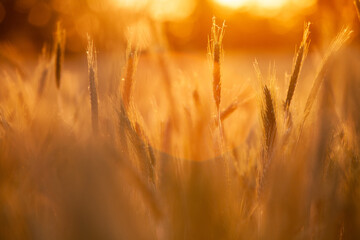 Wheat fields