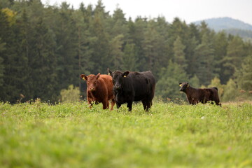 Schwarze und braune Angus Rinder auf der Weide