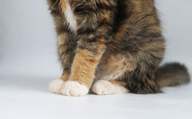 Cat's paws white red close-up close to white background