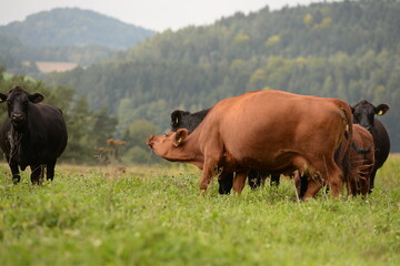 Schwarze und braune Angus Rinder auf der Weide