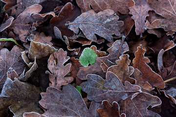 Frosted green among brown leaves