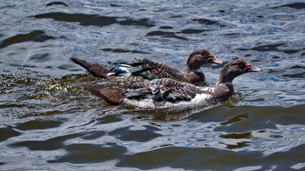 Ducks swimming on Lago San Pablo, outside of Otavalo, Ecuador